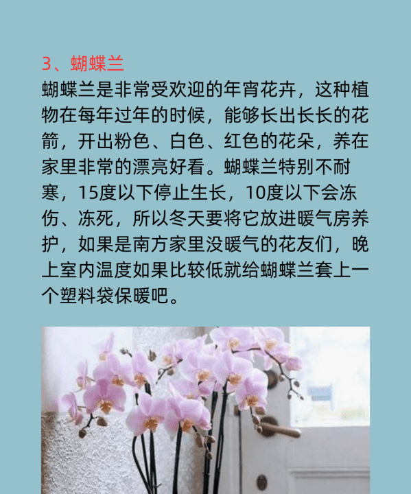 冬天有什么花,冬天开的什么花有哪些图13