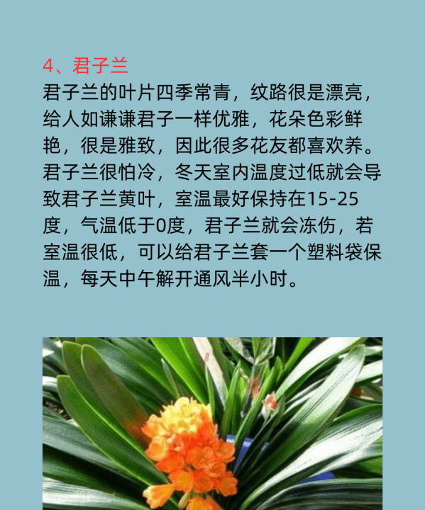 冬天有什么花,冬天开的什么花有哪些图14