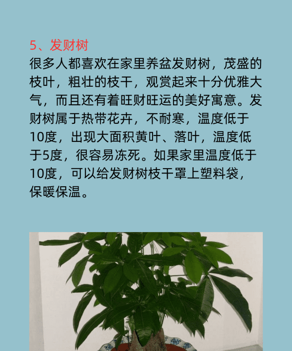 冬天有什么花,冬天开的什么花有哪些图15