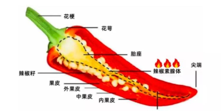 辣椒怎么区分辣和不辣,辣椒蟹公母怎么看图4