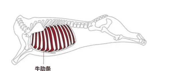 牛中肋是哪一个部位,牛肋条和牛肋排是一样的图1