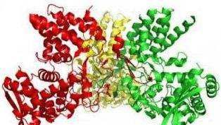 大分子物质有哪些,生物中哪些是大分子哪些是小分子图6