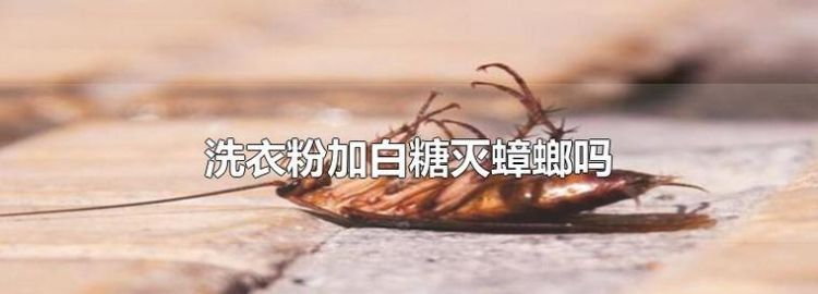 洗衣粉加白糖灭蟑螂,洗衣粉加白糖灭蟑螂最快的方法图3