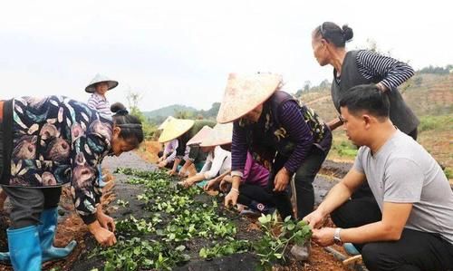 潜心深耕什么意思,深耕的形容词图4