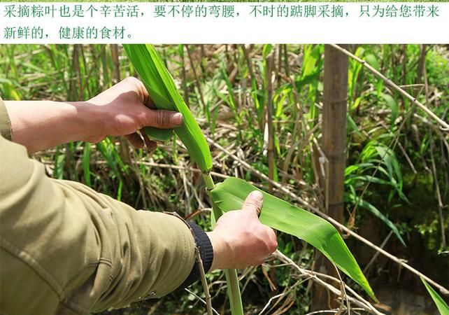 新鲜芦苇叶怎样长期保存,芦苇叶怎么保存新鲜