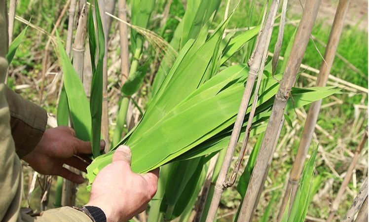 新鲜芦苇叶怎样长期保存,芦苇叶怎么保存新鲜图3