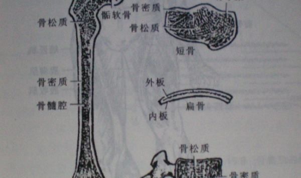 什么叫单骨双骨,什么是单骨和双骨图1