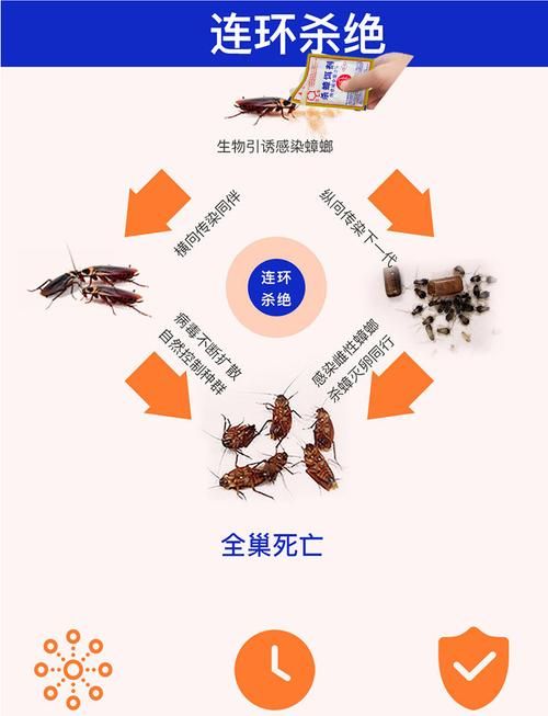 什么味道能驱赶蟑螂,蟑螂最怕什么气味图3