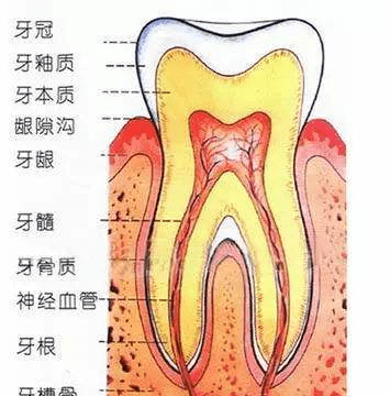 牙齿的成分是碳酸钙,人体骨骼和牙齿的主要成分是什么图3