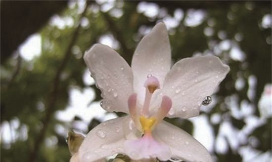 素馨花怎么养护素馨花不开花怎么回事,素馨花怎么养素馨花的养殖方法图3