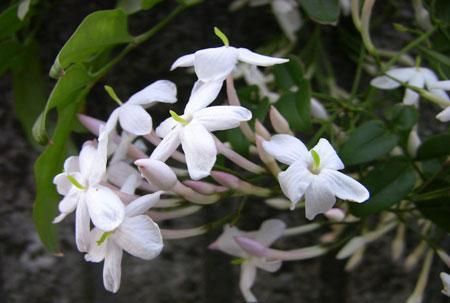 素馨花怎么养护素馨花不开花怎么回事,素馨花怎么养素馨花的养殖方法图10