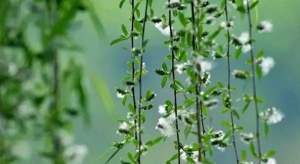 外面飘柳絮能晒衣服,又到飞絮漫天的季节是什么歌图8