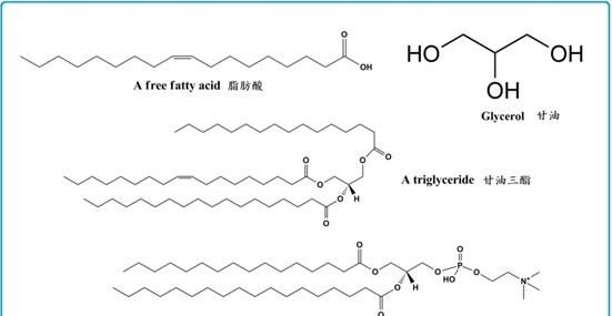 什么是磷油脂酸,磷脂脂肪酸的作用机理图1