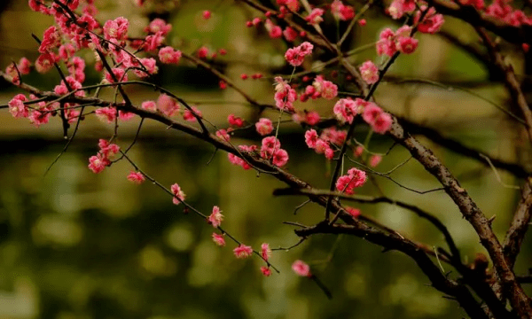 怎么样拍摄梅花,如何拍梅花好看图4