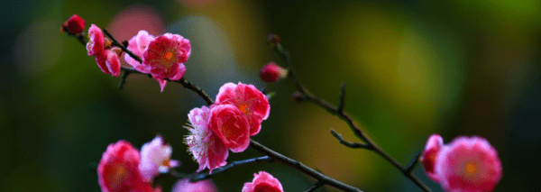 怎么样拍摄梅花,如何拍梅花好看图6