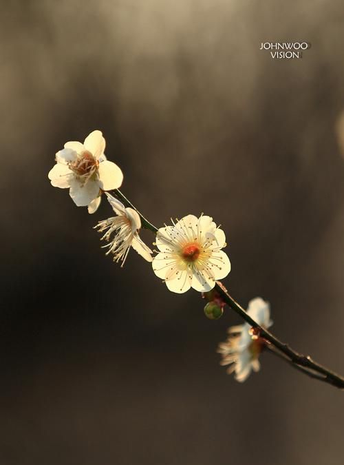 怎么样拍摄梅花,如何拍梅花好看图7