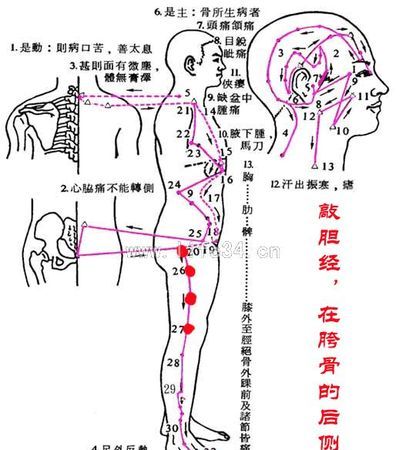 推胆经的好处,十二经络的好处与作用图4