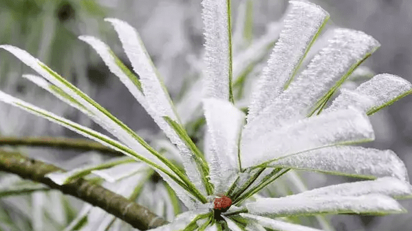 雪可以吃,雪可以吃干净图2