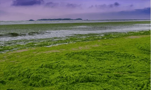 为什么青岛的海有浒苔,青岛浒苔产生的原因图2