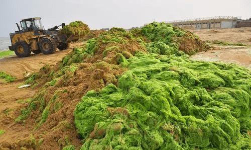 为什么青岛的海有浒苔,青岛浒苔产生的原因图3