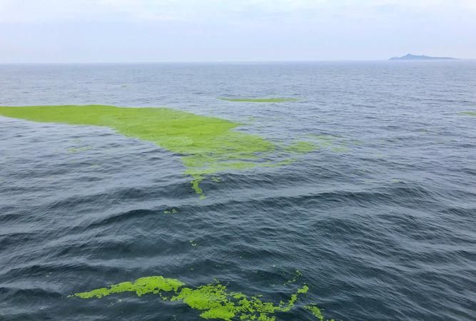 为什么青岛的海有浒苔,青岛浒苔产生的原因图5