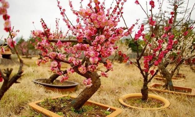 梅花修剪时间是什么时候,梅花修剪时间和方法图7