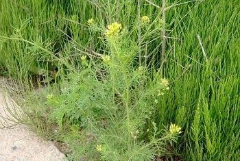 麦蒿种子榨的油功效与禁忌,麦蒿可以食用图3