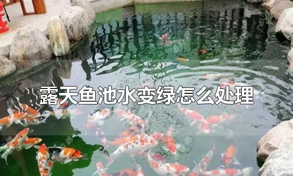 露天的鱼池怎么样防绿水,露天鱼池水变绿怎么处理