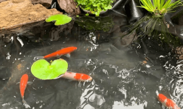 露天的鱼池怎么样防绿水,露天鱼池水变绿怎么处理图11