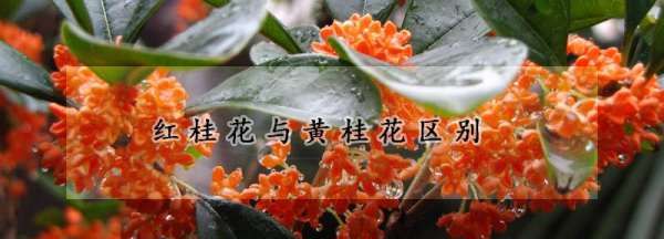 红桂花和黄桂花的区别,红桂花和黄桂花功效的区别图5