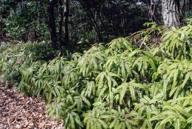 芒箕有什么功效和药用,芒萁的功效与作用及食用方法、副作用与禁忌