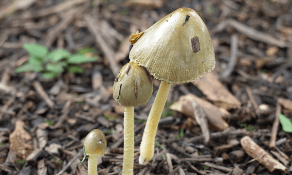 农村常见毒蘑菇有哪些,十七种最常见的毒蘑菇图5