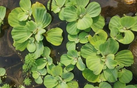 水芙蓉的叶子能吃,甲鱼吃水芙蓉图3