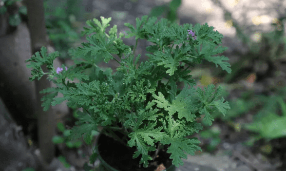 什么草可以驱蚊虫,什么花草驱蚊虫效果最好茉莉图2