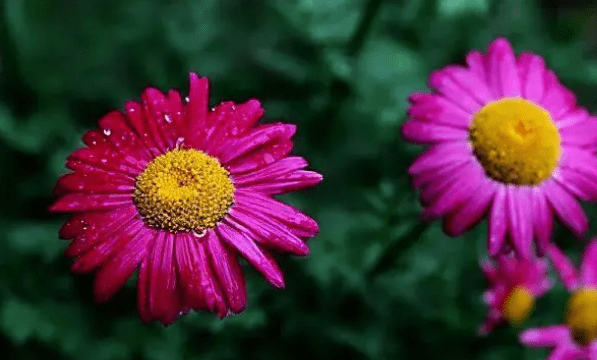 什么草可以驱蚊虫,什么花草驱蚊虫效果最好茉莉图8