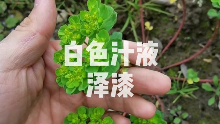 植物汁液怎么洗掉,植物的汁液怎么洗掉