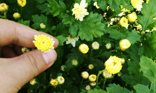 黄菊花茶的功效与作用,菊花茶的品种功效与作用图4