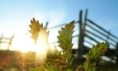 夏天枝叶繁茂的一方是什么面,树木枝叶茂盛的一面是什么方向图2