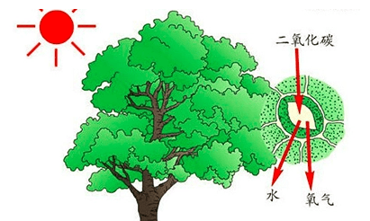 夏天枝叶繁茂的一方是什么面,树木枝叶茂盛的一面是什么方向图4