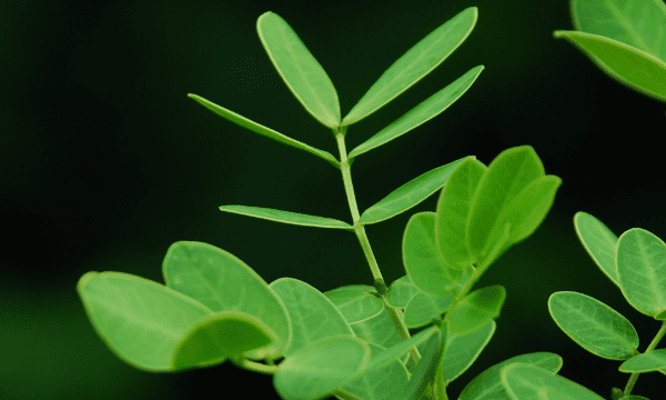 夏天枝叶繁茂的一方是什么面,树木枝叶茂盛的一面是什么方向图5