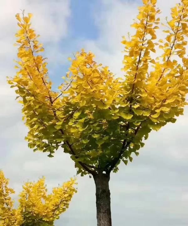 银杏种子的种植方法,银杏树种子怎么种植在什么时候种图5