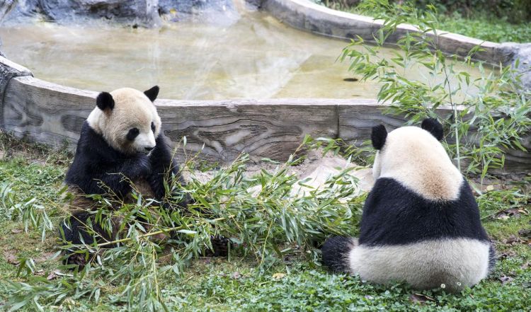 河南哪一个动物园有熊猫,河南哪个动物园有熊猫图3