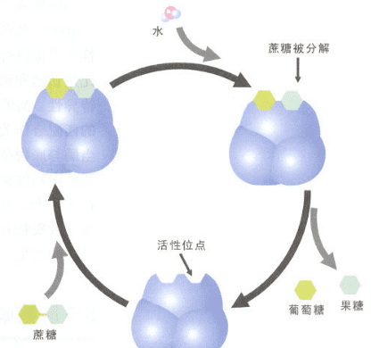 如何加快新陈代,如何喝水能够提高代图8