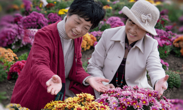 重阳节是干什么的,重阳节要干什么图7