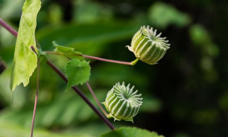 麻杆是什么东西,麻杆是什么植物图1