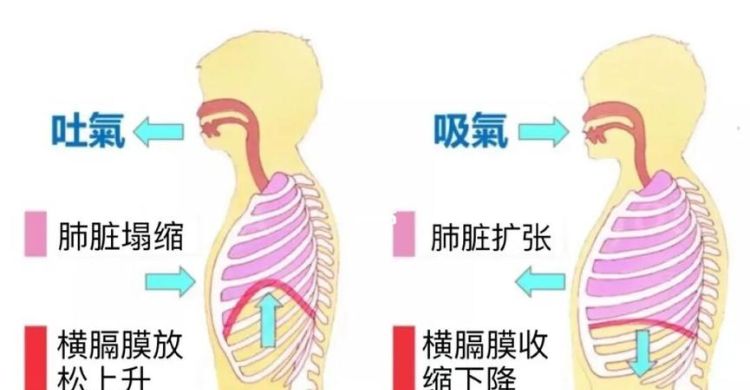 横膈膜呼吸法,横膈膜呼吸法怎么发力图1