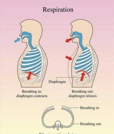 横膈膜呼吸法,横膈膜呼吸法怎么发力图2