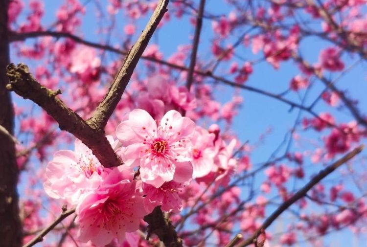 芬芳烂漫是什么意思,鲜花烂漫是什么意思图1