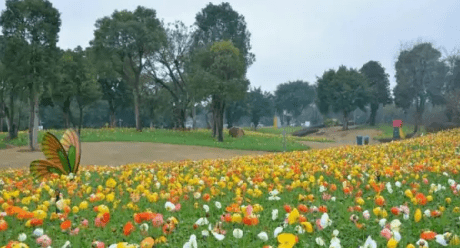 芬芳烂漫是什么意思,鲜花烂漫是什么意思图3