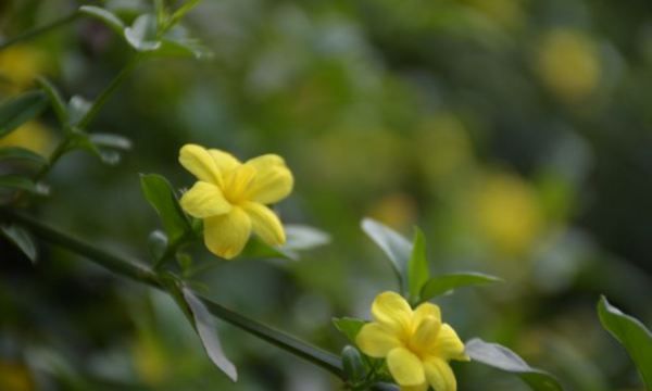 地栽迎春花多少天浇水,迎春花多久浇水一次图5